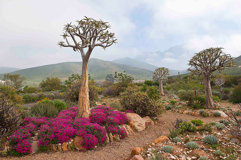 Fauna and Flora of South Africa