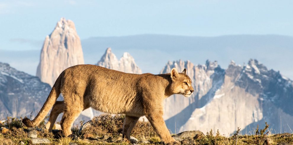 Look for pumas at Chile's Torres del Paine National Park